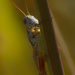 red-legged grasshopper