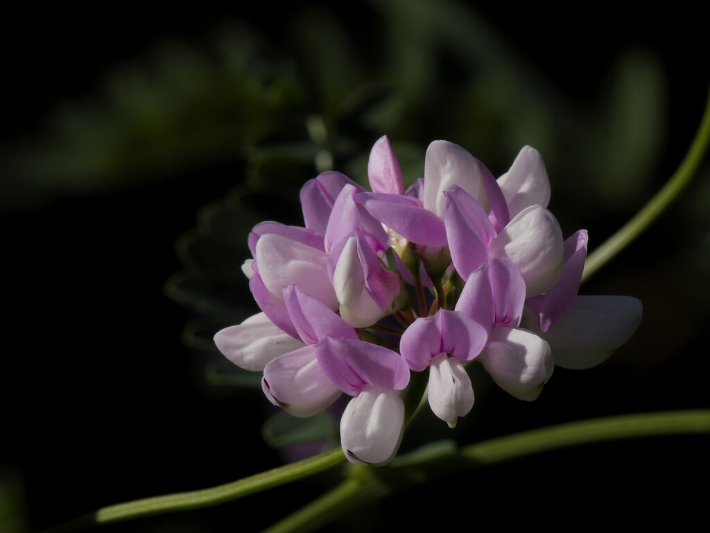 purple crownvetch by rminer