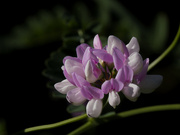 4th Sep 2024 - purple crownvetch