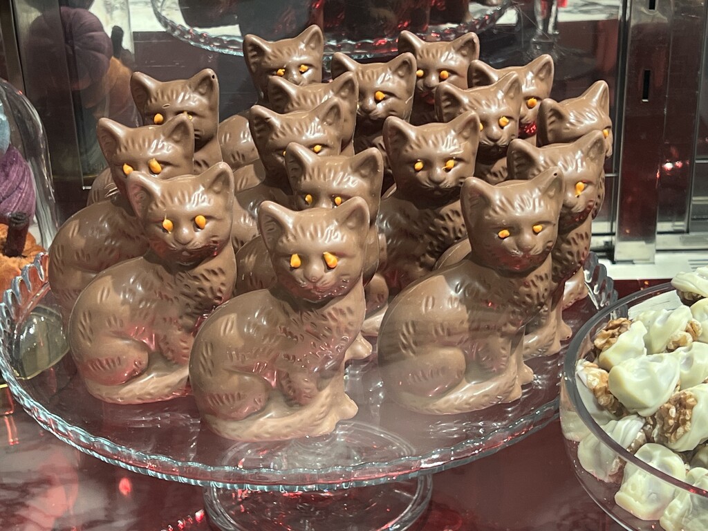 Chocolate cats by mattjcuk