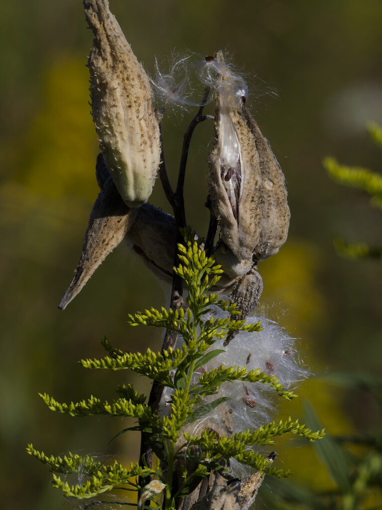 milkweed seeds by rminer