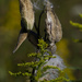 milkweed seeds