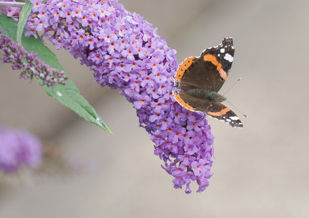 Red Admiral by jesika2