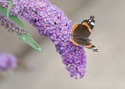 4th Sep 2024 - Red Admiral