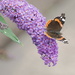 Red Admiral