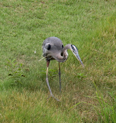 19th Aug 2024 -  August 19 Blue Heron Stalking IMG_1293AA