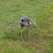  August 19 Blue Heron Stalking IMG_1293AA