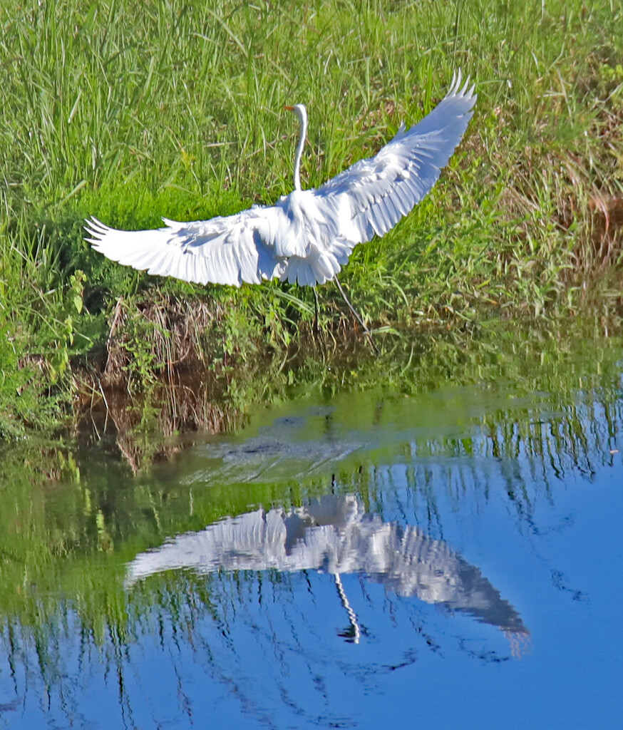 August 24 White Egret Landing IMG_1316AAAA by georgegailmcdowellcom