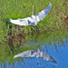 August 24 White Egret Landing IMG_1316AAAA