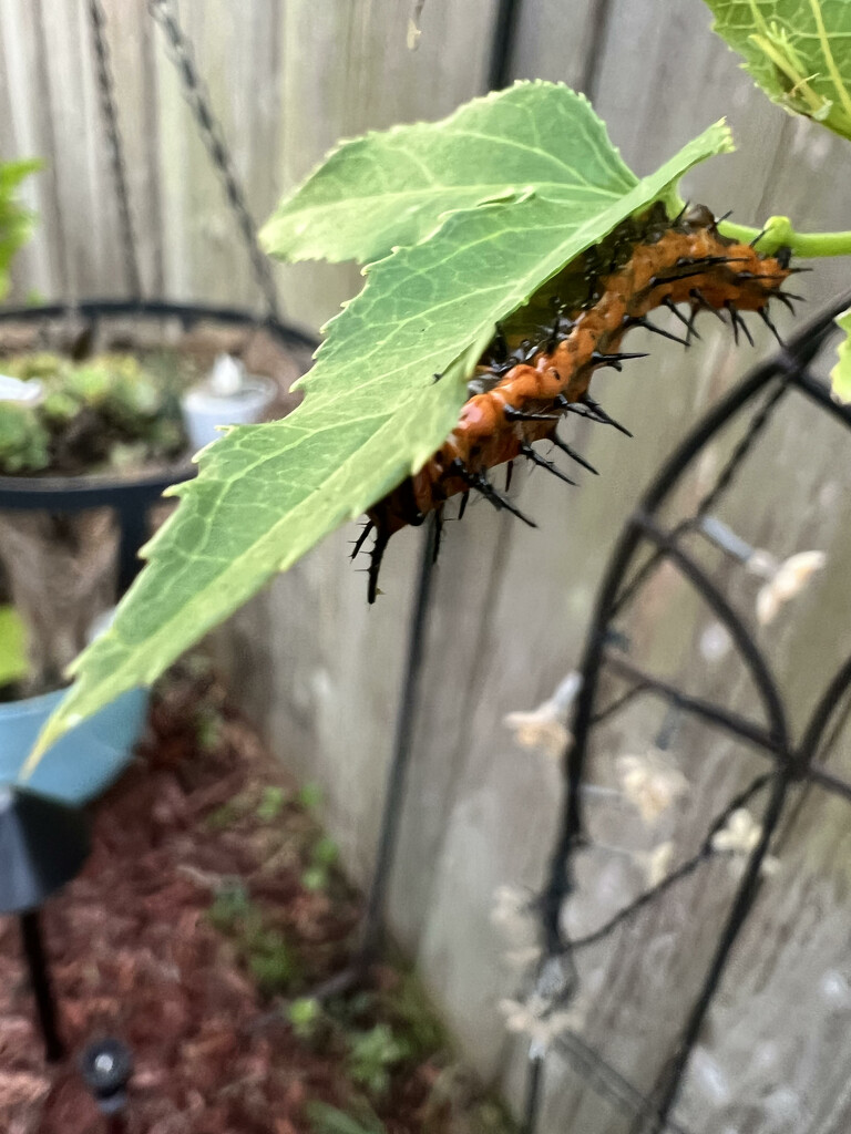 Gulf Fritillary Caterpillar by ladydoc