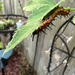 Gulf Fritillary Caterpillar by ladydoc