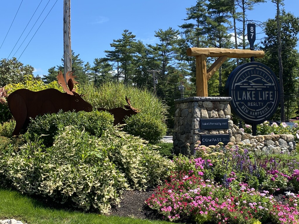 Metal moose in Center Harbor, NH by huger