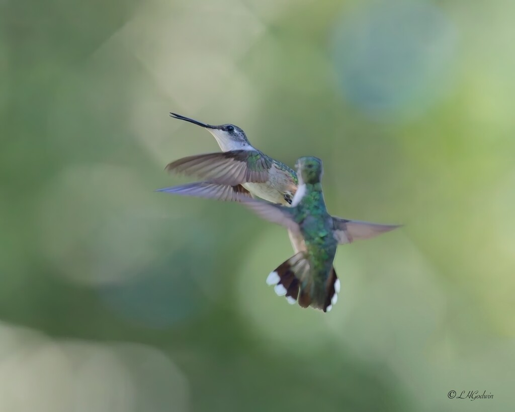 LHG_3384Hummers are active by rontu