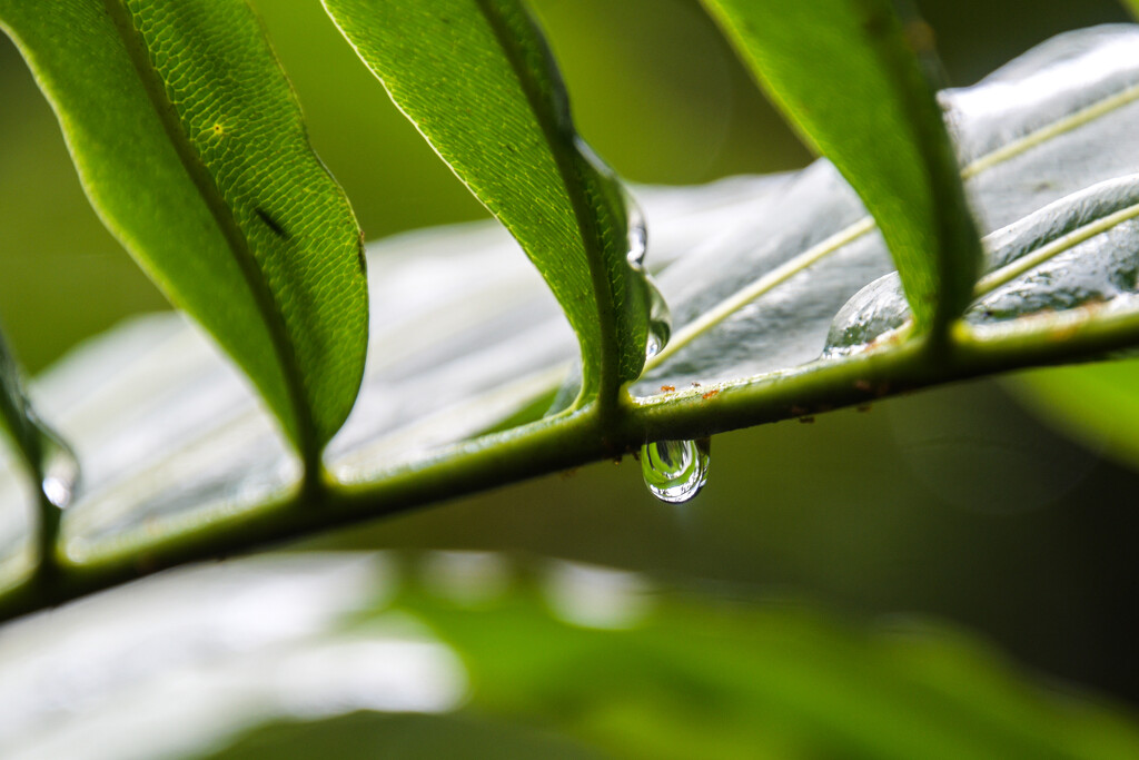 Rain in the Swamp by danette