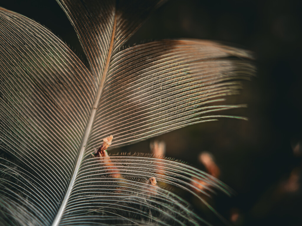 Feather Impaled on Beach Vine by jnewbio