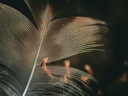 4th Sep 2024 - Feather Impaled on Beach Vine