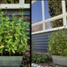 My Little Zinnias at our Front Window