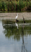 4th Sep 2024 - Great egret-2