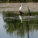 Great egret-2