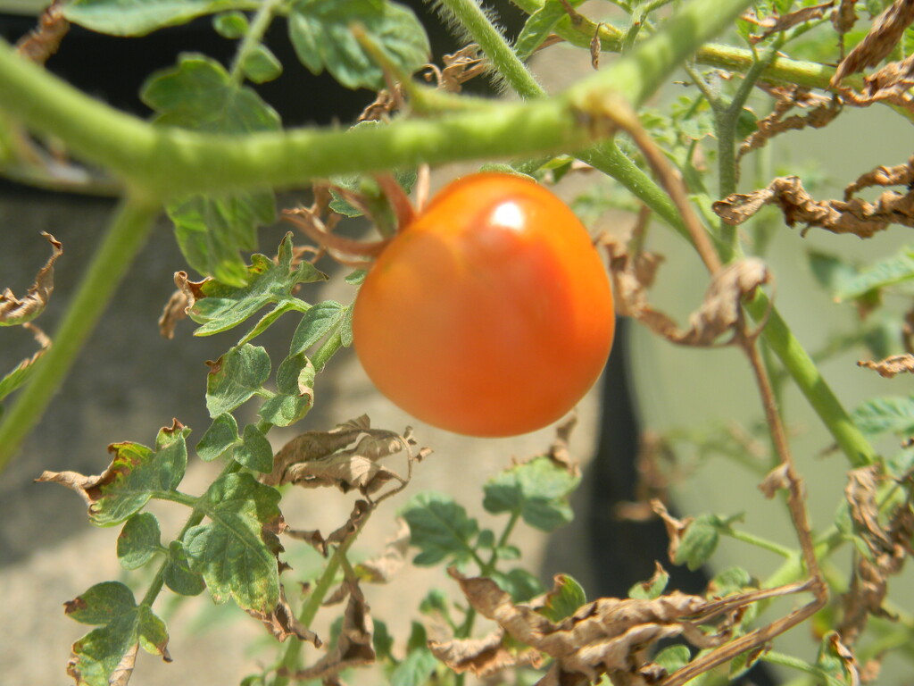 Tomato  by sfeldphotos