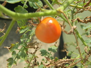 4th Sep 2024 - Tomato 