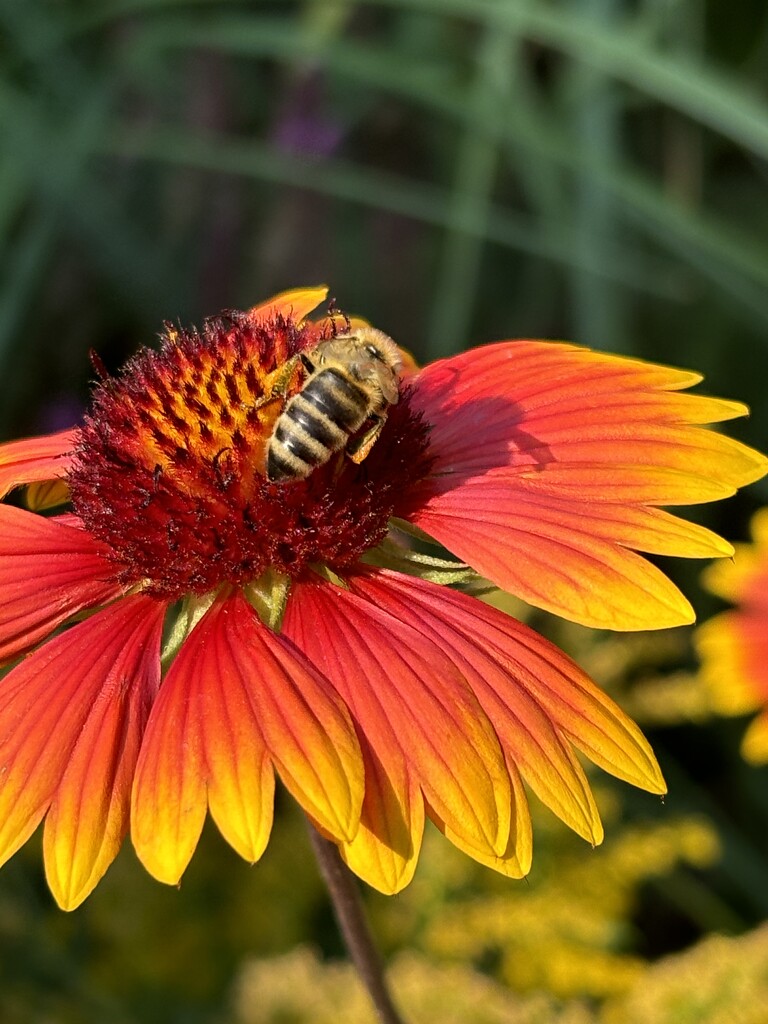 Busy bees by pirish