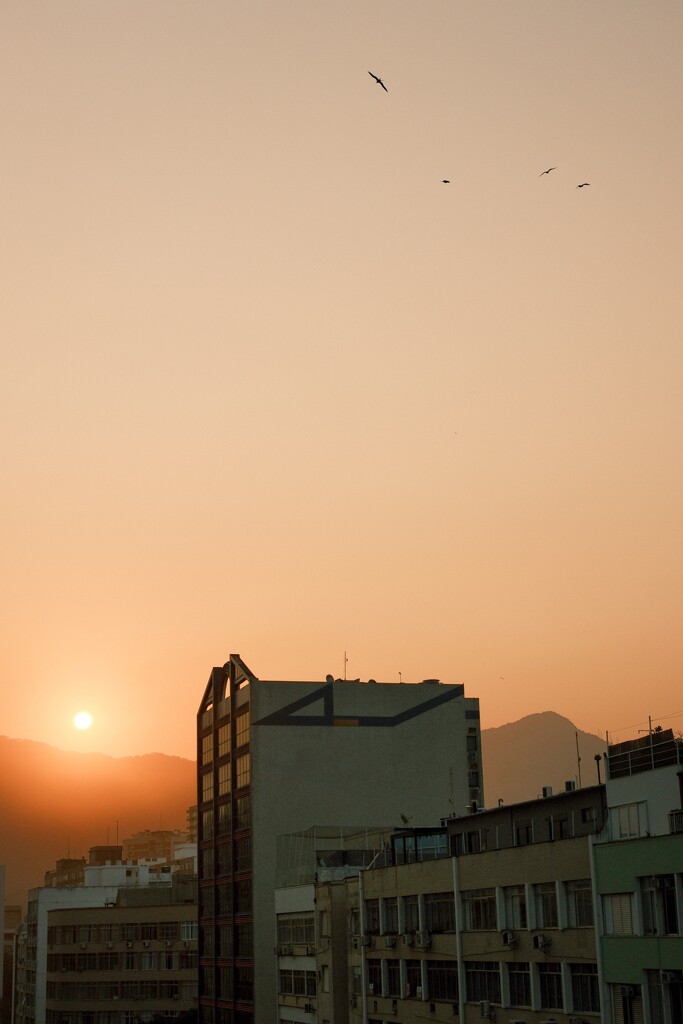 Sunset, birds and the city  by stefanotrezzi