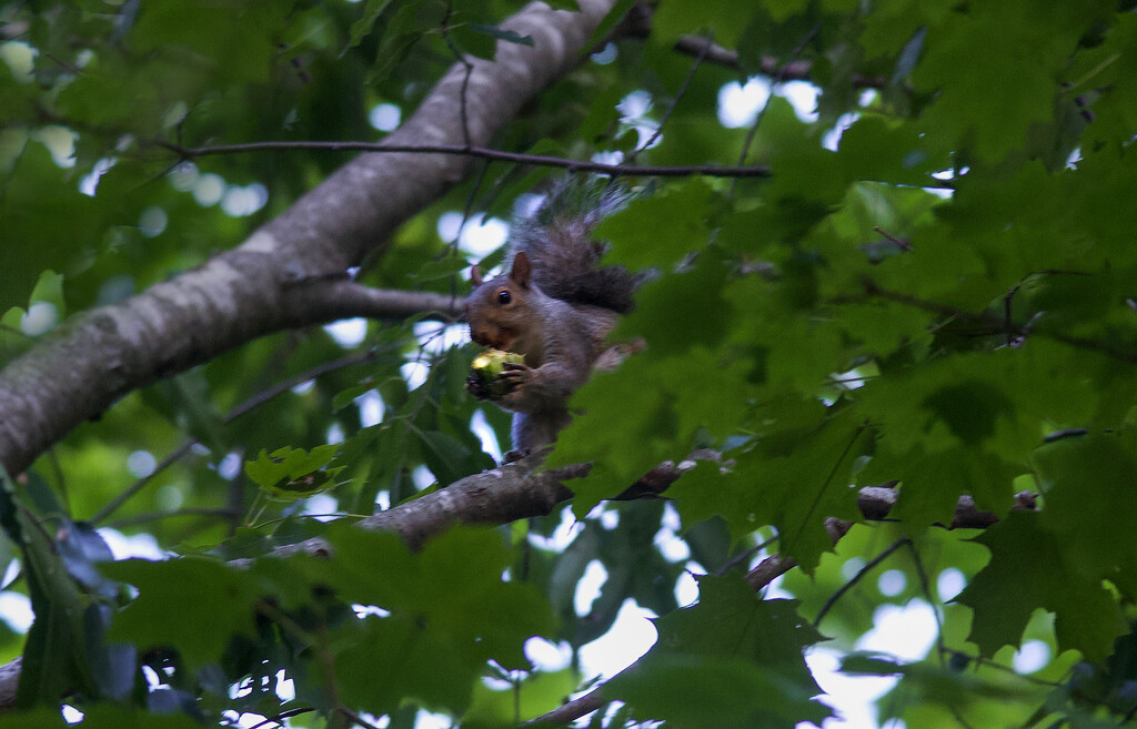 Treetop Dining by berelaxed