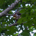 Treetop Dining by berelaxed