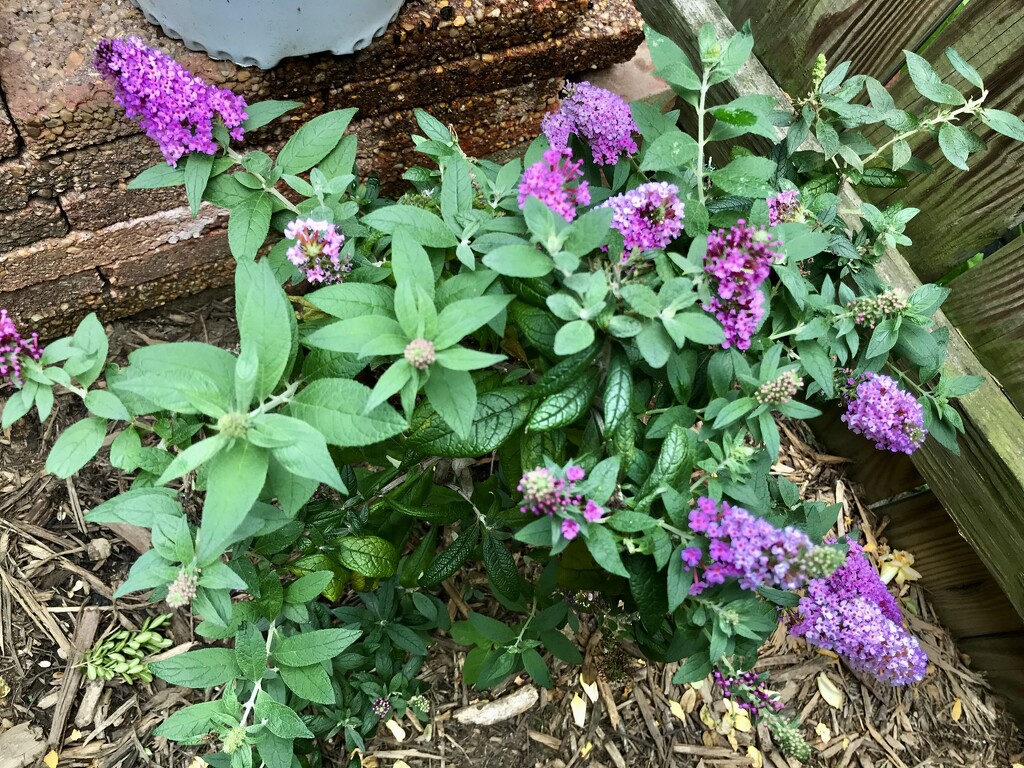 Butterfly Bush Ready for Butterflies by allie912