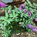 Butterfly Bush Ready for Butterflies