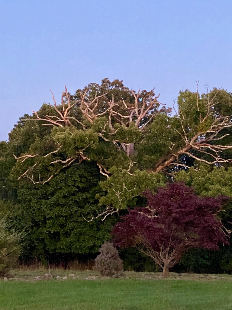 Old oak tree by mtb24