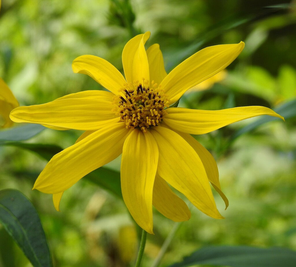 Jerusalem artichoke by sunnygreenwood