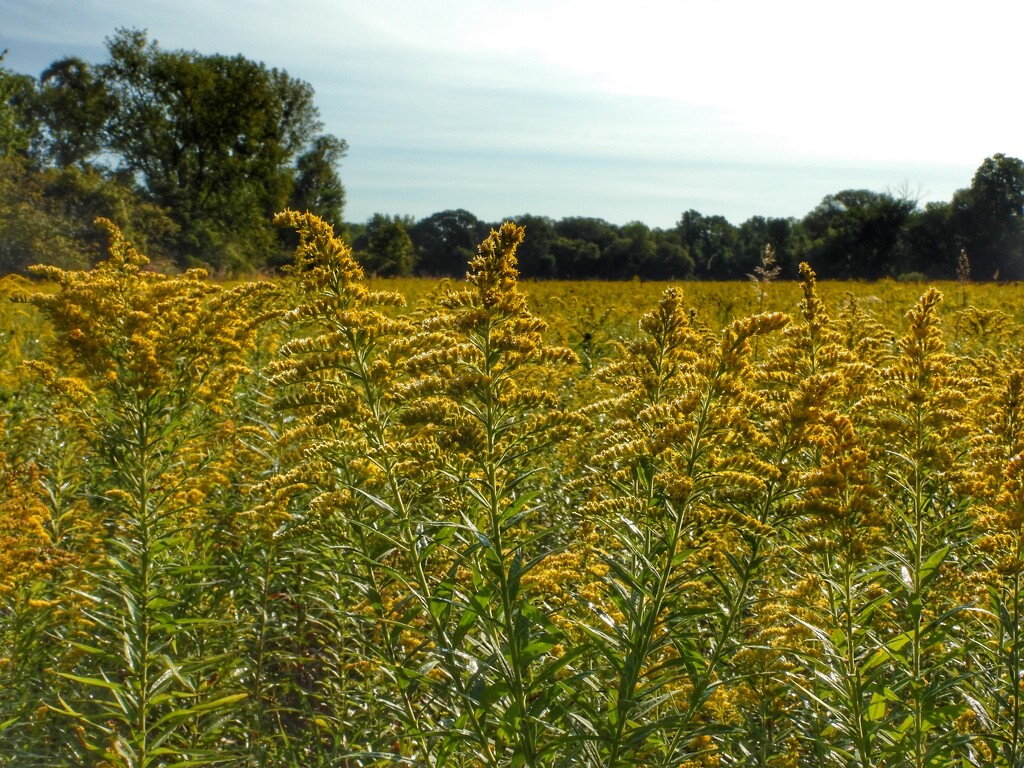 goldenrod2 by amyk