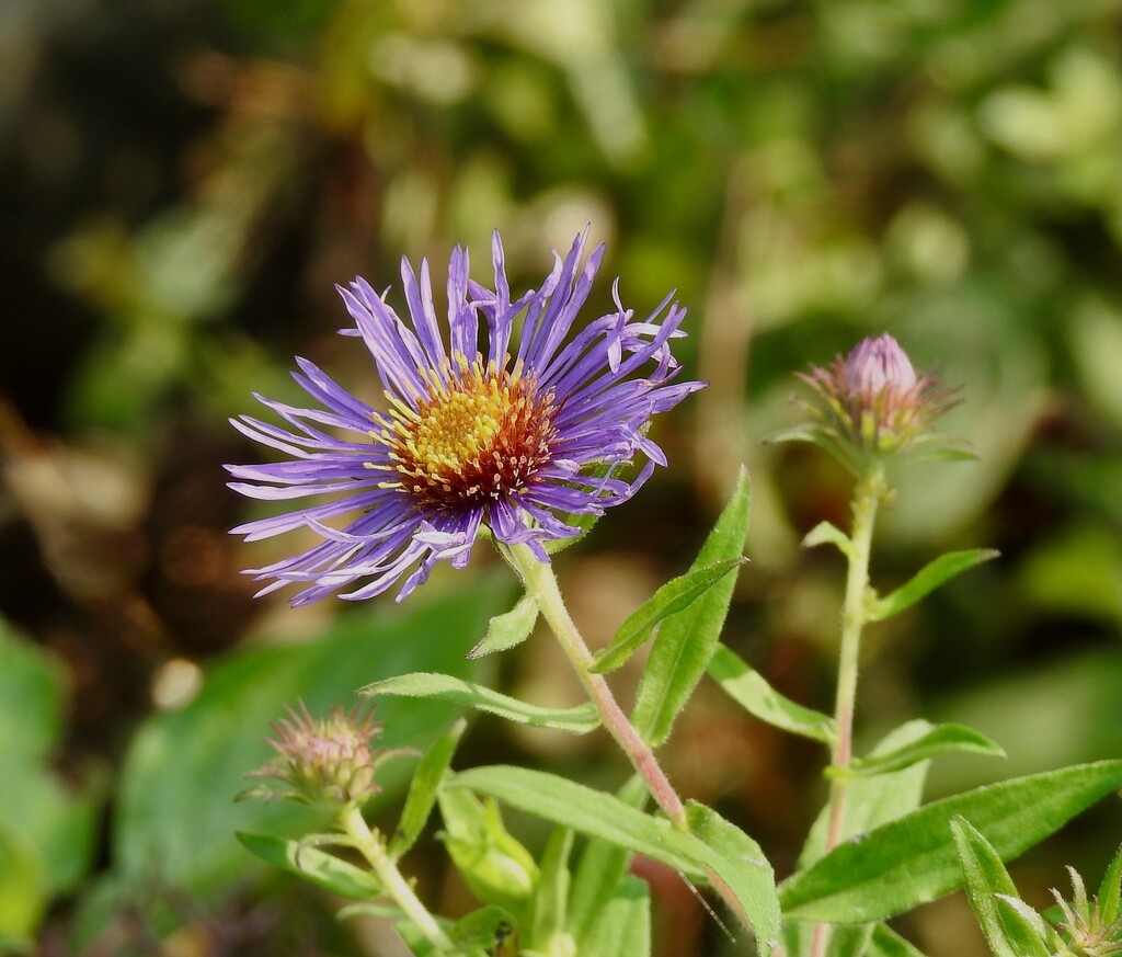 Wild Aster by sunnygreenwood