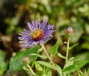 13th Aug 2024 - Wild Aster