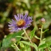 Wild Aster by sunnygreenwood