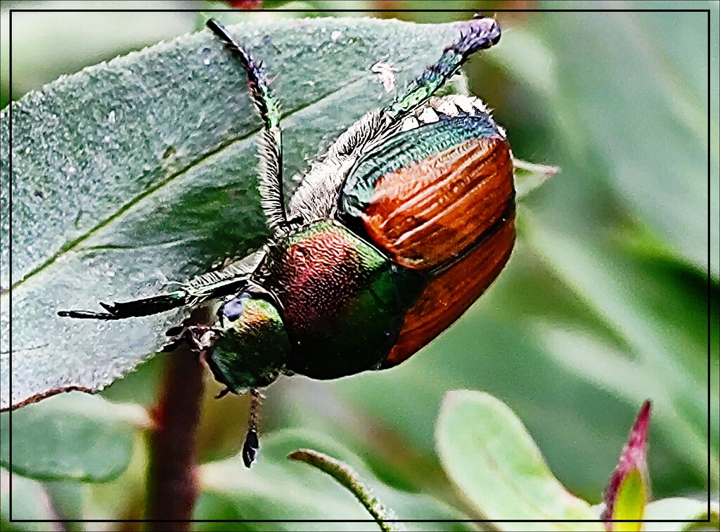 Japanese Beetle by olivetreeann