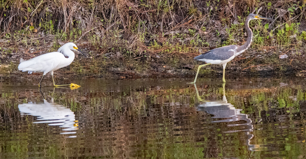 Snowy Egret Chasing the Tri-Colored Heron! by rickster549