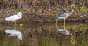 4th Sep 2024 - Snowy Egret Chasing the Tri-Colored Heron!