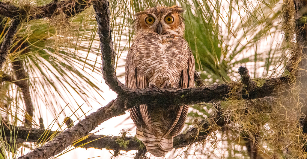 Great Horned Owl Juvenile! by rickster549