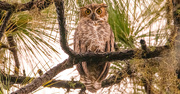 4th Sep 2024 - Great Horned Owl Juvenile!