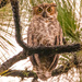 Great Horned Owl Juvenile! by rickster549