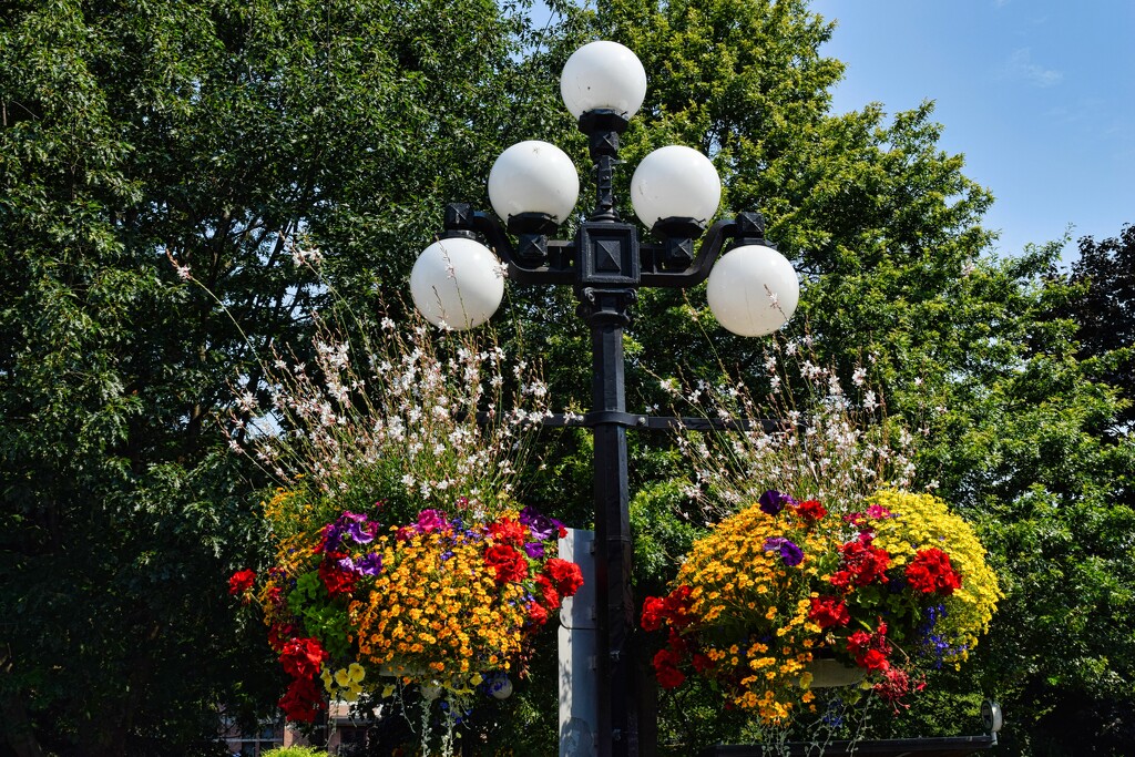 Hanging Flower Baskets  by sandlily