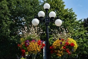 22nd Aug 2024 - Hanging Flower Baskets 