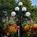 Hanging Flower Baskets 