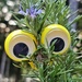 Rosemary Googly