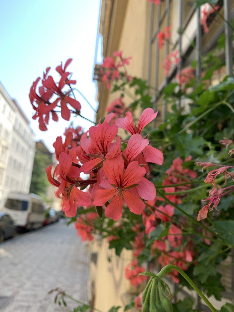 Window box  by koalagardens