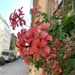 Window box  by koalagardens