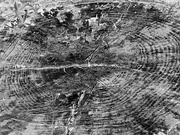 5th Sep 2024 - Inverted rings on an old stump...